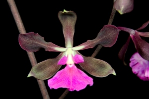 Encyclia Rioclarense Arnie AM/AOS 83 pts.